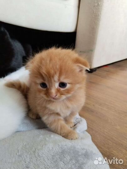 Шотландские вислоухие котята