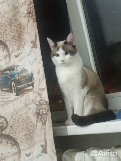 Отдам в хорошие руки