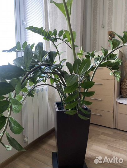 Замиокулькас домашний цветок