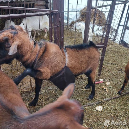 Чешский козел