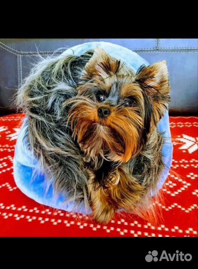 Домик для кошек и собак