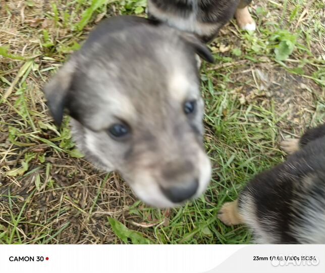 Отдаю бесплатно