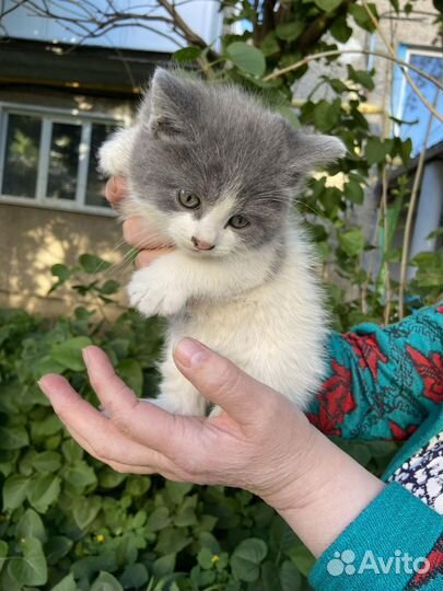 Котята 2 месяца.мальчик и девочка