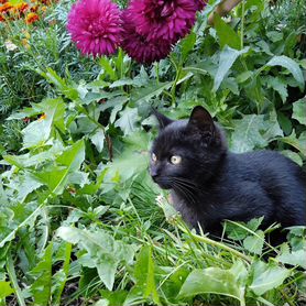 Котенок в самые добрые руки