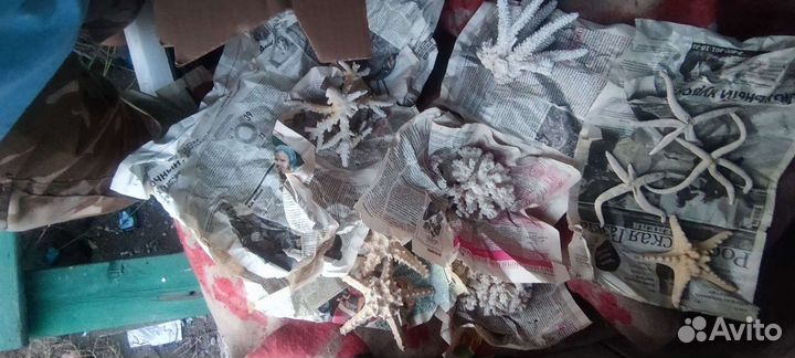 Морские ракушки и кораллы