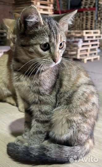 Спасеныш кошечка Хатикр в добрые руки