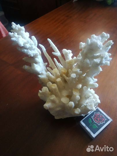 Морские кораллы