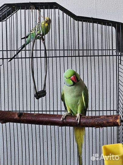 Ожереловый попугай