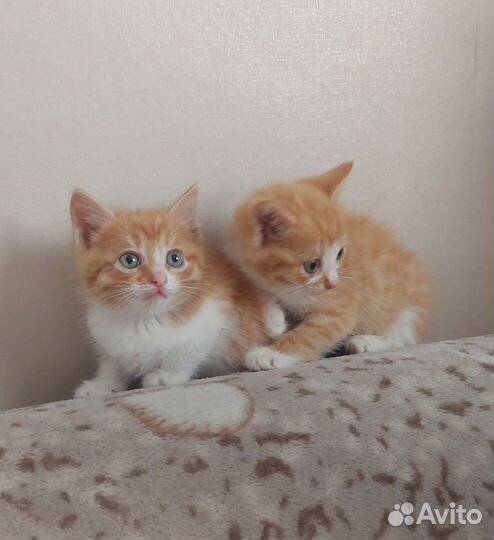 Котик мальчик 3 месяца
