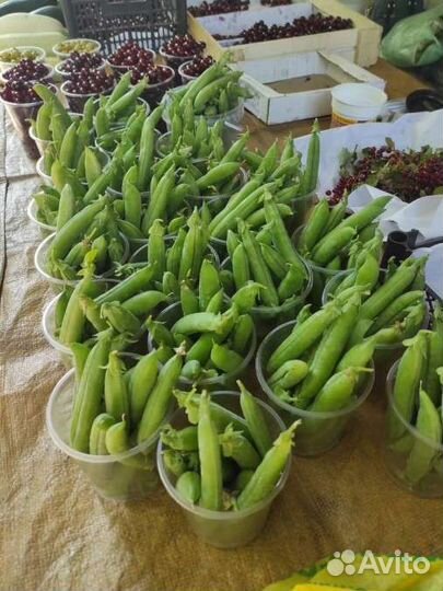 Горох растение