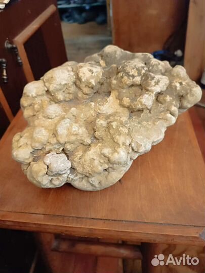 Окаменевшие водоросли