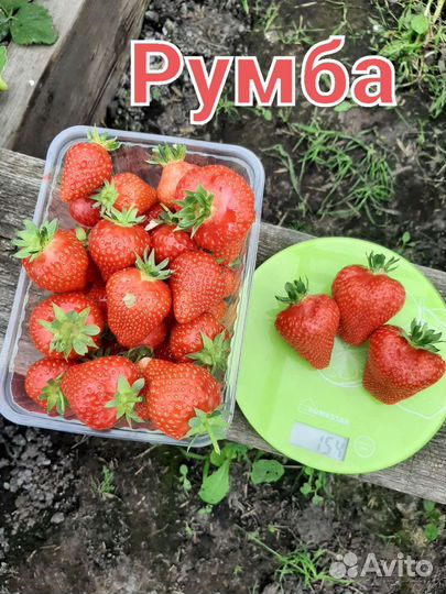 Саженцы клубники