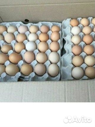 Инкубационное яйцо кур брама