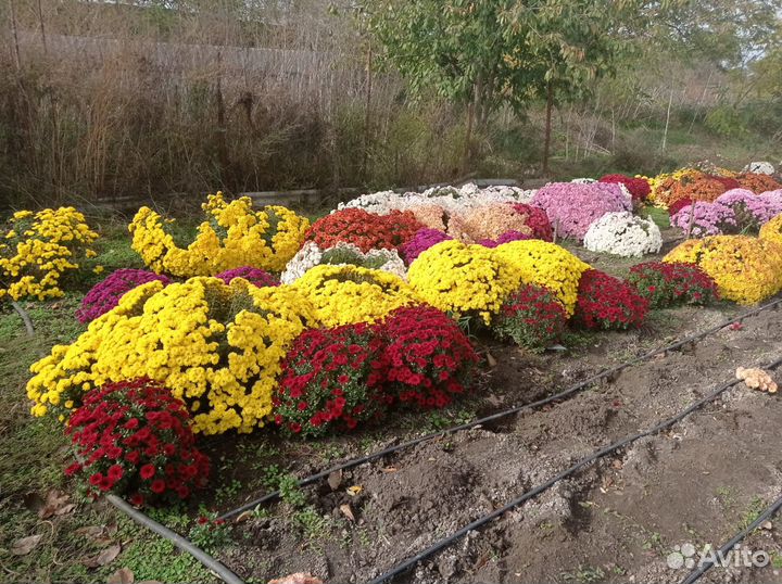 Хризантемы мультифлора