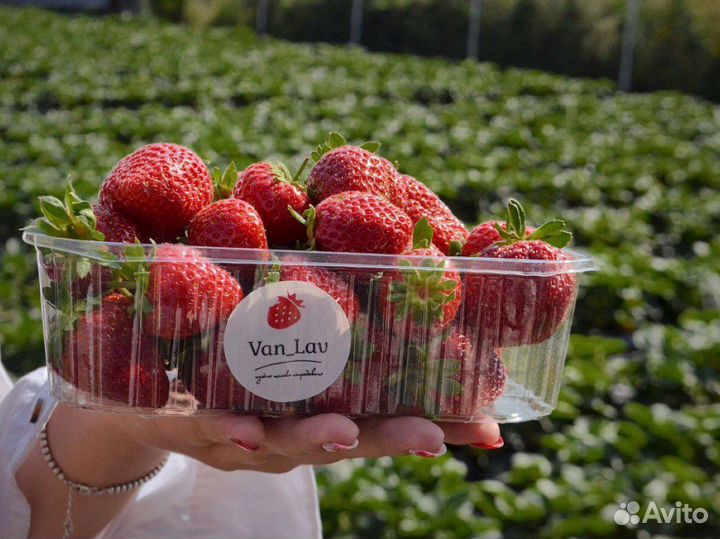Клубника vanlav
