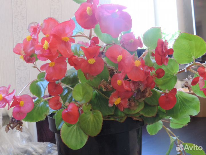 Бегония вечноцветущая в цвету