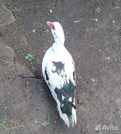 Мускусные утки индоутки