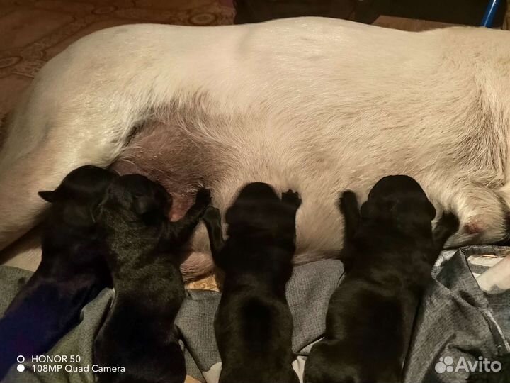 Щенки лабрадора-ретривера