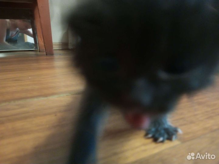 Отдаём котят бесплатно в хорошие руки