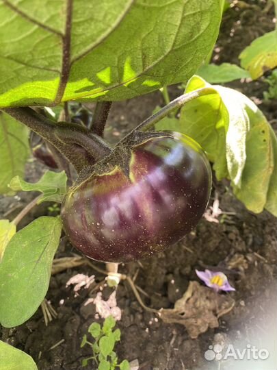 Помидоры домашние