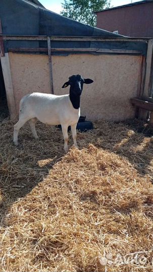 Бараны черноголовый и белоголовый Дорпер