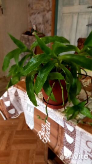 Комнатные цветы