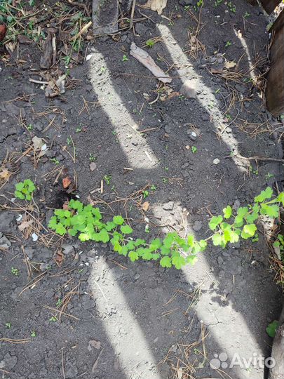 Саженцы черной смородины, крыжовника