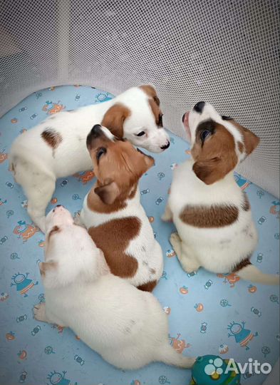 Джек Рассел терьер