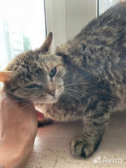 Молодая ласковая кошечка в добрые руки