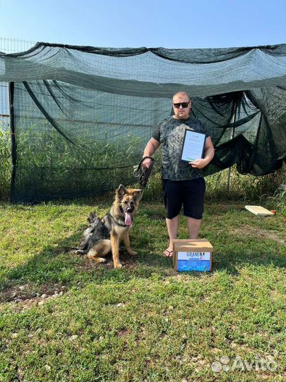 Дрессировка собак с передержкой