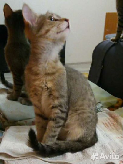 Котята, возраст 4 месяца