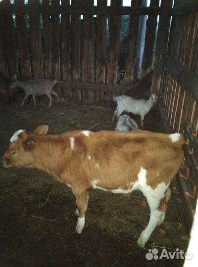 Корова, козы