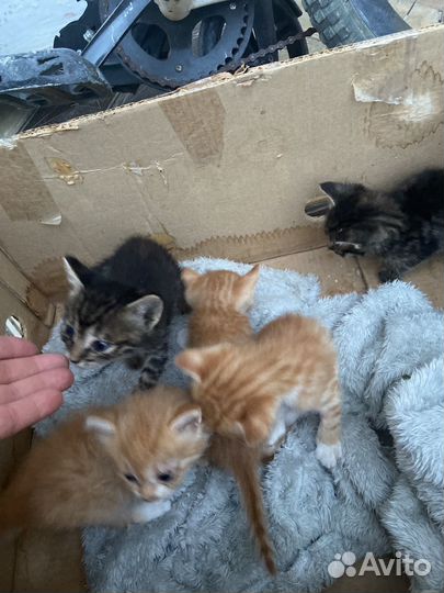 Котята в добрые руки бесплатно