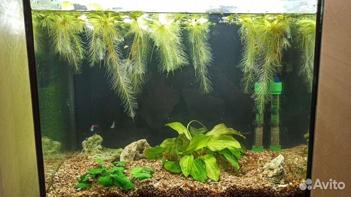 Пистия (аквариумное растение)