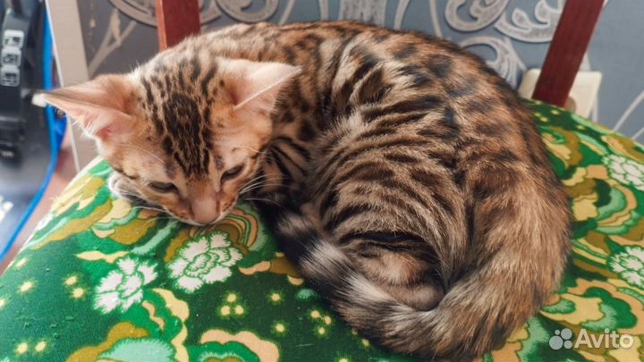 Бенгальские котята