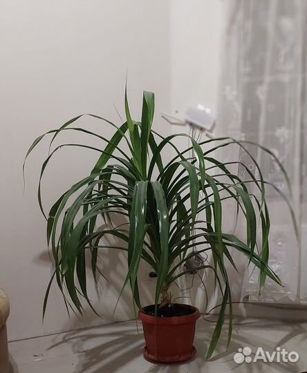 Пальма панданус