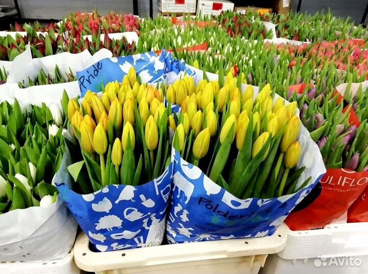 Тюльпаны мелкий, крупный опт от 500 шт