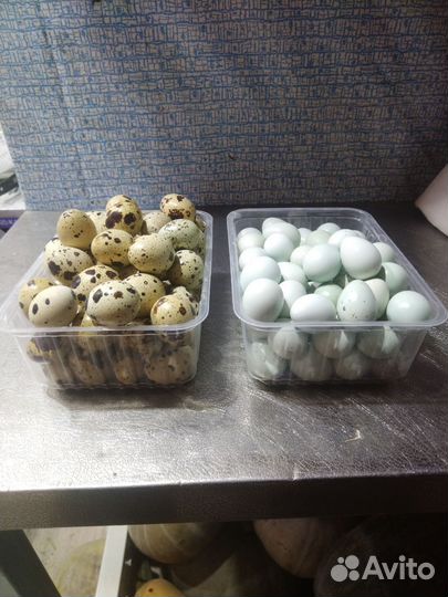 Яйца перепелиные и перепелята