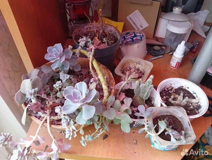 Суккуленты, кактус