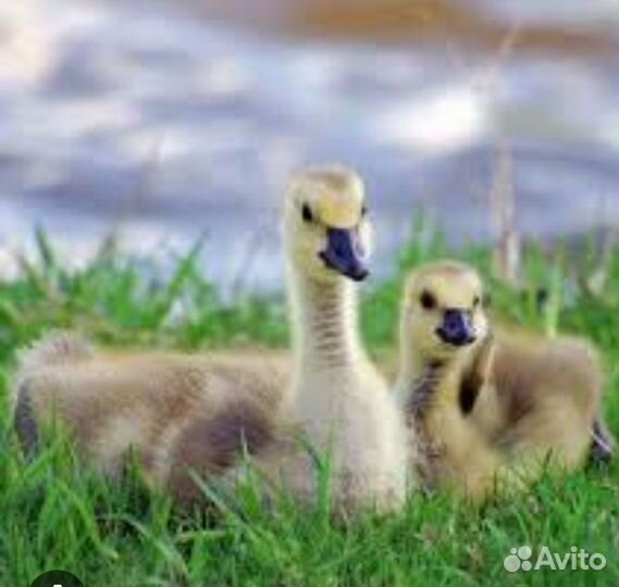 Гусята месячные