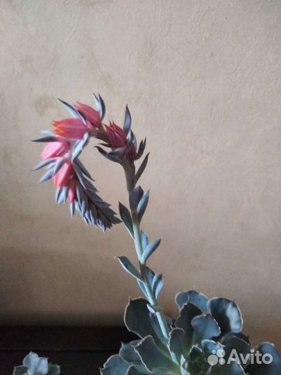 Эхивериумы