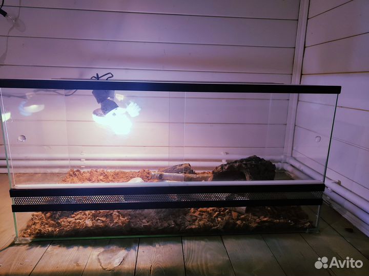 Капская ящерица