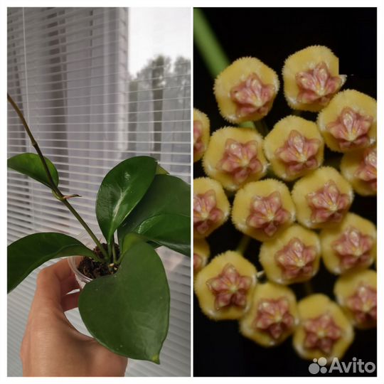 Хойи укорененные
