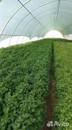 Мята свежая