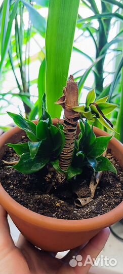 Диффенбахия, драцена, юкка