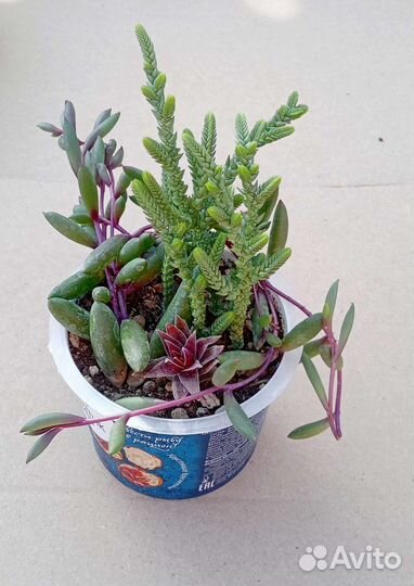 Суккуленты 2