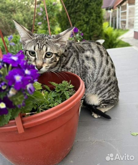 Бенгальская кошка