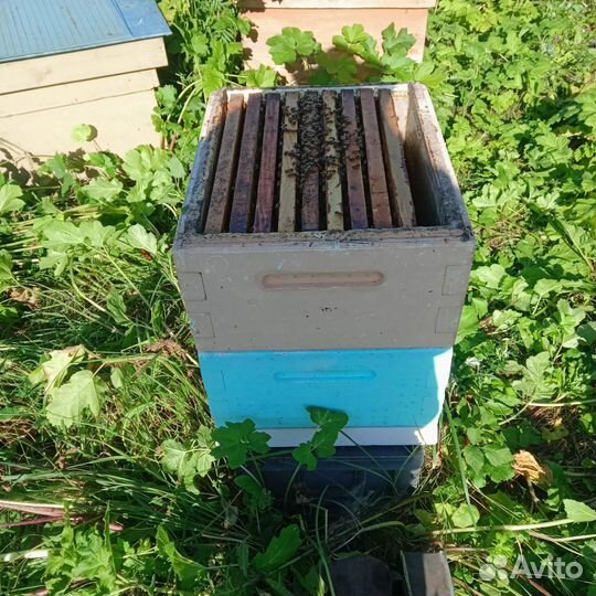 Пчелосемьи