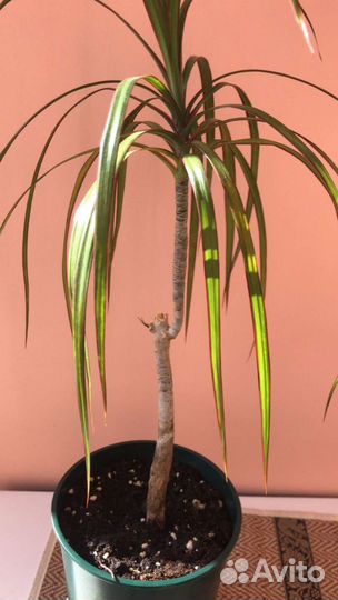 Драцена Маргината