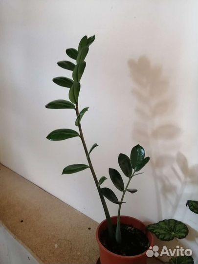 Комнатные цветы